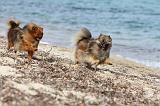 SPITZ ALLEMAND 221